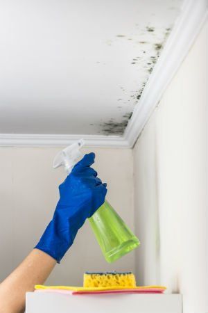 Cleaning and Sanitization Services